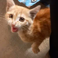 یک عدد گربه نارنجی کوچولو