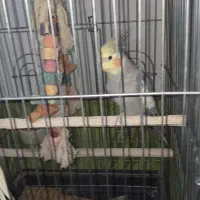 عروس هلندی بالغ|پرنده|مشکین‌دشت, |دیوار