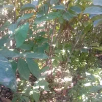 نهال خرمالو...انجیرانار|خدمات باغبانی و درختکاری|بندر گز, |دیوار