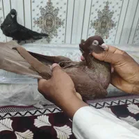 کبوتر سربی|پرنده|شادگان, |دیوار