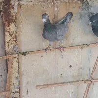 هفترنگ وکبود خطی وطوقی|پرنده|تاکستان, |دیوار