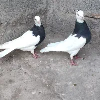 طوقی