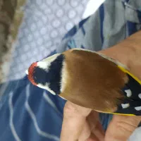 سهره نر بروجرد مست ول ولدار نشوندار
