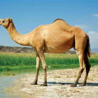 شتر جهت اجاره