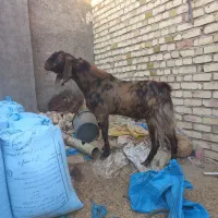 دوبزغاله‌نردوساله‌تخم‌دوقل|حیوانات مزرعه|آران و بیدگل, |دیوار