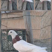 گرفتنی