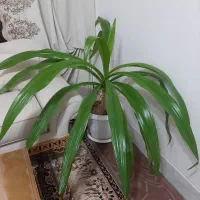 اشک ملکه
