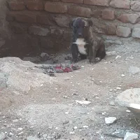 سگ  توله نژاد آلابای