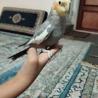 عروس هلندی خیلی دستی|پرنده|قم, باغ شازده|دیوار