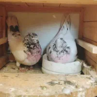 کفتر کلدار کاکلی