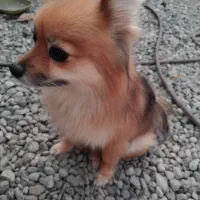 توله پامر عروسکی|سگ|جیرفت, |دیوار