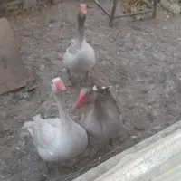 مرغ و بقلمون حیوانات مزرعه|حیوانات مزرعه|تویسرکان, |دیوار