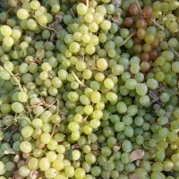 گیله انگور