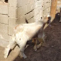 کهره نر