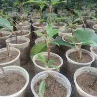 فوتونیا ریشه دار