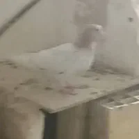 کبوتر گمشده