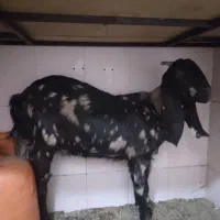 بز پلنگی جوان بره کره