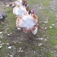 بوقلمون|حیوانات مزرعه|مریوان, |دیوار