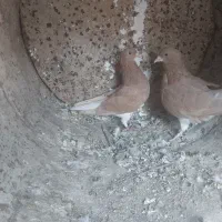 خوشرنگ زرد شهری پلاکی پرشی کبوتر