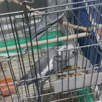 عروس مولدوایت فیس