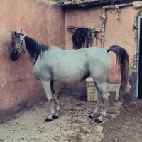 مادی یون عرب ترک