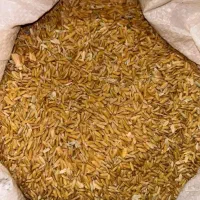 چلتوک کامفیروزی نو و مرغوب