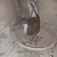 شهری سرخ ماده|پرنده|شیراز, محمدیه|دیوار