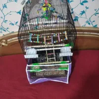 دو عدد عروس هلندی