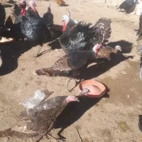 فروش بوقلمون|حیوانات مزرعه|کشاورز, |دیوار