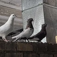 تعدادی کبوتر