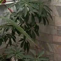 گل شفلرا