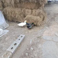 فروش دو عدد آوردم ساده