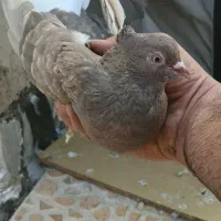 ماده دم قهوای