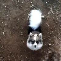 .عروسک سگ پامر|اسباب‌‌بازی|نهاوند, |دیوار