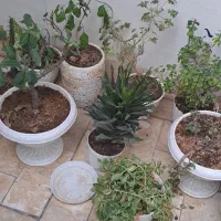 تعدادی گل