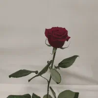 روز مرد و پدر