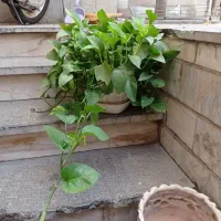گل بسیار زیبا بتوس