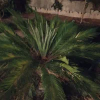 رسیدگی به گل های آپارتمانی و باغچه و تعویض گلدان|خدمات باغبانی و درختکاری|شاهین‌شهر, خانه کارگر|دیوار