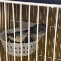 فنچ گلدین|پرنده|مشهد, توس (بلوار توس)|دیوار