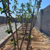 باغچه*چسب انشعابات *خرید از مالک|فروش زمین و ملک کلنگی|اسلامشهر, شهرک احمدیه|دیوار