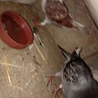 کبوتر خوب|پرنده|گتوند, |دیوار