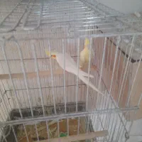 حراج عروس هلندی همه مولد جمع آوری سالن|پرنده|پاکدشت, خاتون آباد|دیوار