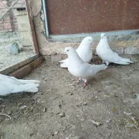 دوجفت سفید نوک چشم سفید
