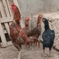 مرغ و خروس و جوجه نسل شیش دونگ گلچین شده