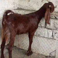 دجیجه ماده بز نجدی ب افغانی درجه یک ابستن