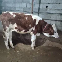 ثمینتال قرمز|حیوانات مزرعه|آمل, |دیوار