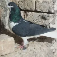 کبوتر پرشی|پرنده|اسفرورین, |دیوار