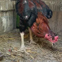 لاری اصیل