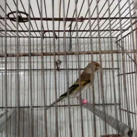 سهره قناری