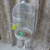 قفس